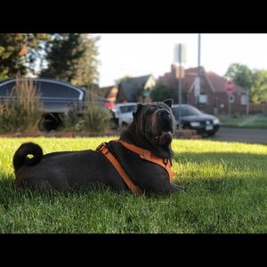 Meet your Posher, Mario